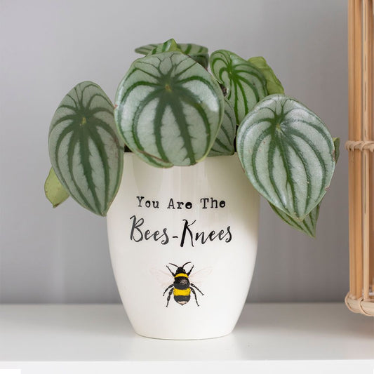 You're the Bees Knees" Ceramic Plant Pot with Leafy Green Plant